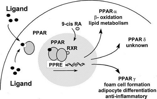A diagram presentation showing how peroxisome proliferator activated receptors function in the body.image