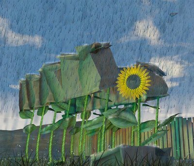 Covering the head of the plant for harvest picture