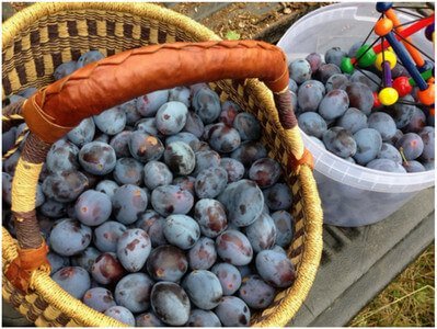 Harvesting Plums image