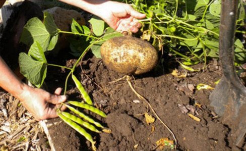 Jicama Plant picture