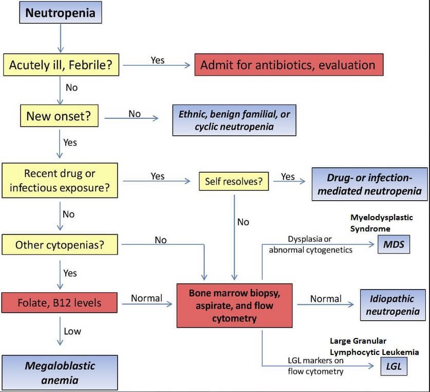 Leukemia Workup