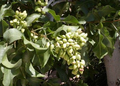 Pistachio tree picture