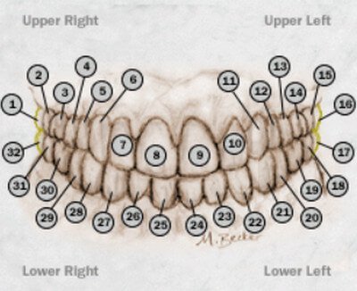 Universal Numbering System image