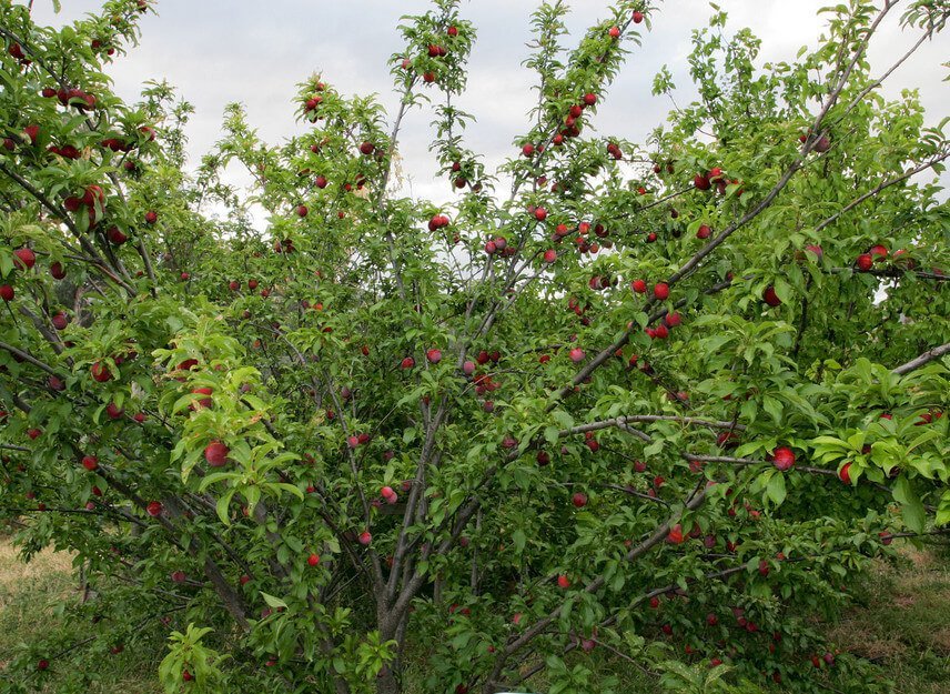 plum tree